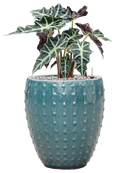 Pot laos emperor bleue