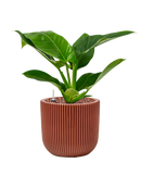 Pot nature groove special couple rouge