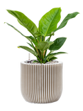 Pot nature groove couple beige