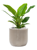 Pot nature groove couple beige