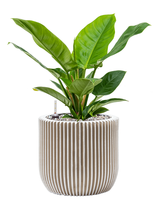 Pot nature groove couple beige