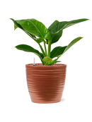 Pot groove couple rouge