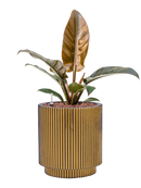 Pot nature groove cylinder d'or