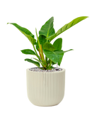 Pot nature groove special couple beige