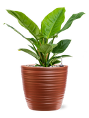 Pot groove couple rouge