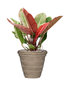 Pot treasure couple beige