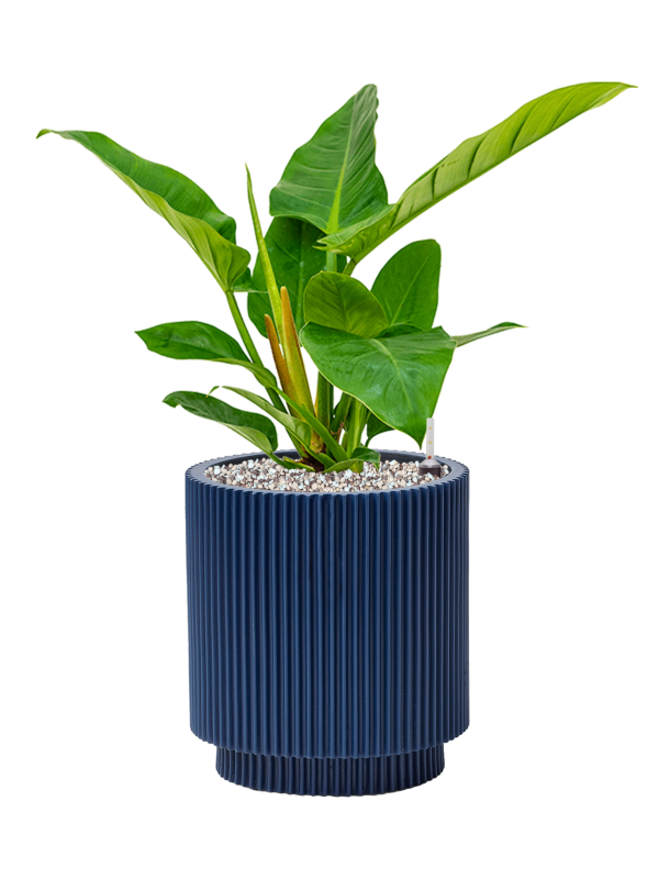 Pot nature groove special cylinder bleue