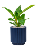 Pot nature groove special cylinder bleue