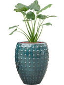 Pot laos emperor bleue