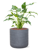 Pot angle cylinder grise