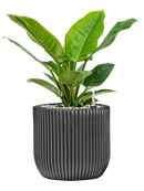 Pot nature groove couple noire