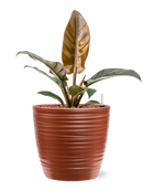 Pot groove couple rouge