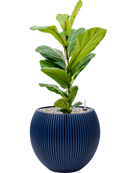 Pot nature groove special globe bleue