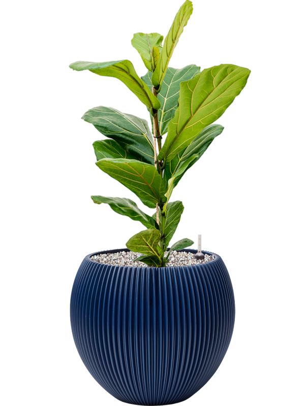 Pot nature groove special globe bleue