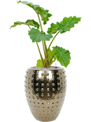 Pot laos emperor d'or