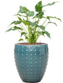 Pot laos emperor bleue