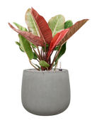 Pot ridged darcy grise