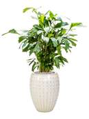 Pot laos emperor beige