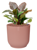 Pot vibes cylinder rose