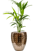 Pot laos emperor d'or