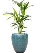 Pot laos emperor bleue