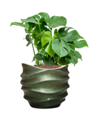 Pot gradient couple verte