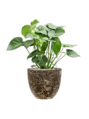 Pot lava couple noire