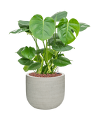 Pot ridged couple grise