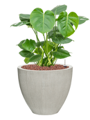 Pot ridged couple grise