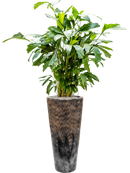 Pot luxe lite partner bronze