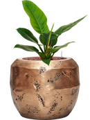 Pot opus couple d'or