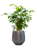 Pot opus emperor argent