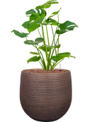 Pot lydia couple violet