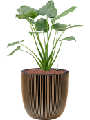 Pot nature groove couple d'or