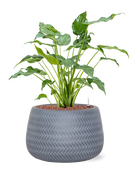 Pot angle darcy grise