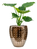 Pot laos emperor d'or