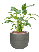 Pot ridged couple grise