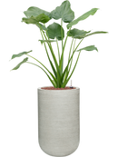 Pot ridged cylinder grise