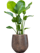 Pot opus emperor d'or