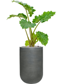 Pot ridged cylinder grise