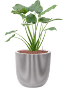 Pot nature groove couple beige