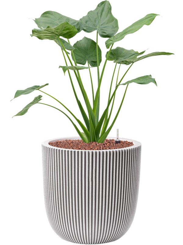 Pot nature groove couple beige