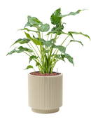 Pot nature groove special cylinder beige