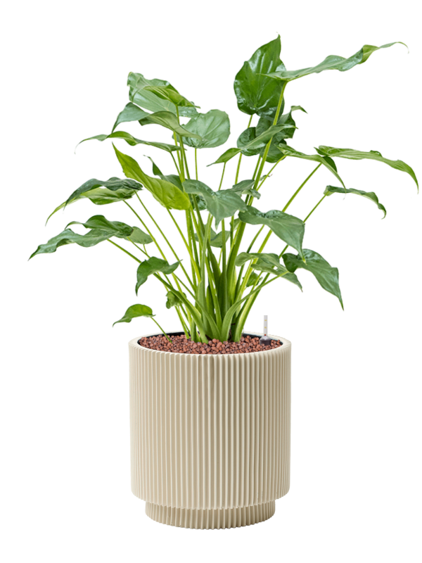 Pot nature groove special cylinder beige