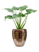 Pot laos emperor d'or