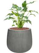 Pot ridged darcy grise