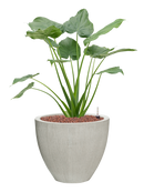 Pot ridged couple grise