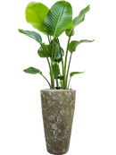 Pot lava partner verte