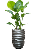 Pot gradient partner grise