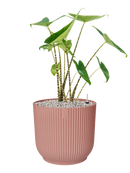 Pot vibes cylinder rose